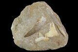Fossil Plesiosaur (Zarafasaura) Tooth With Shark Tooth - Morocco #95108-1